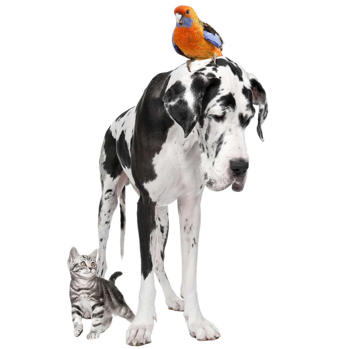 farmacia veterinaria