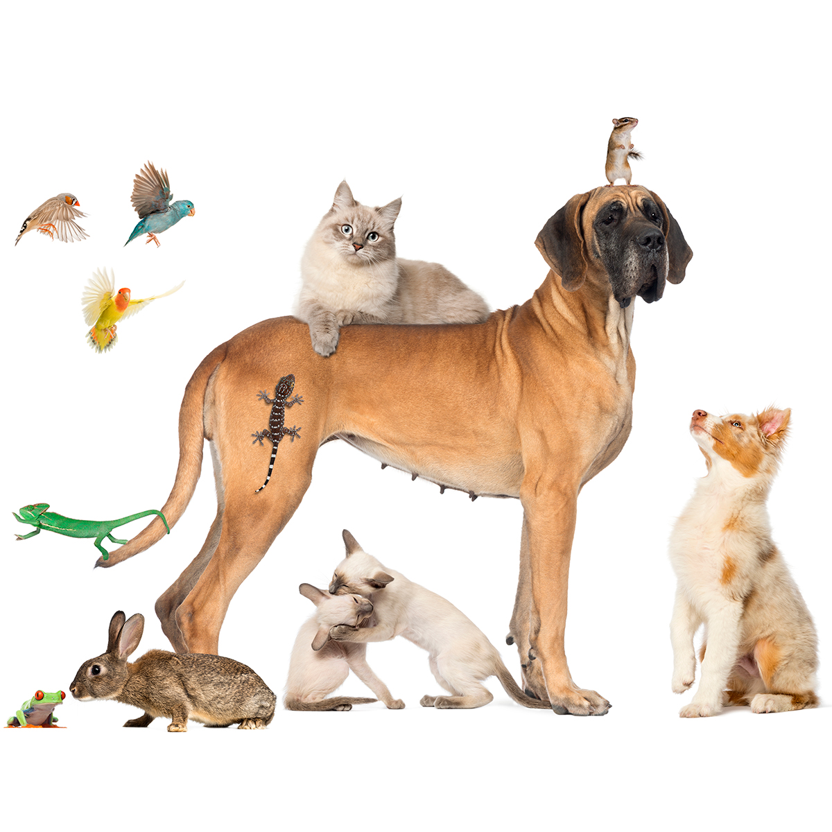 farmacia veterinaria