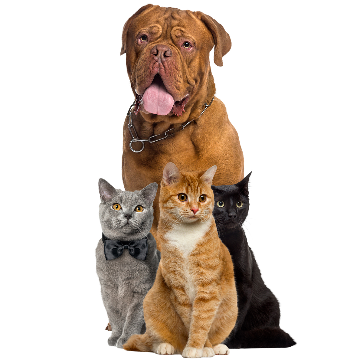 farmacia veterinaria